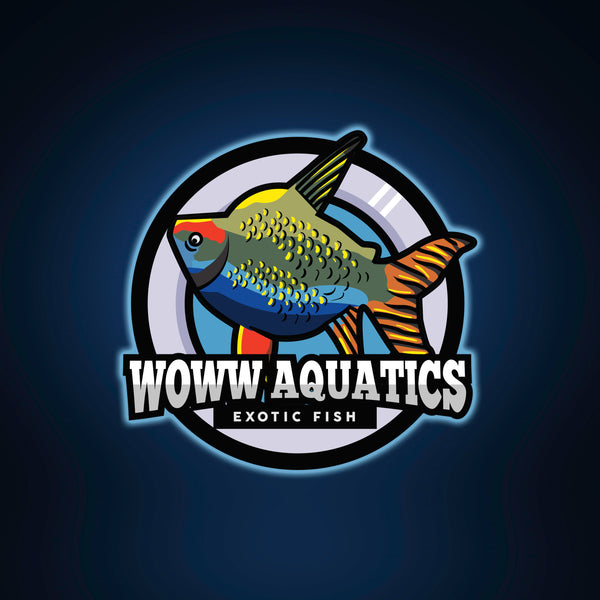 woww aquatics llc