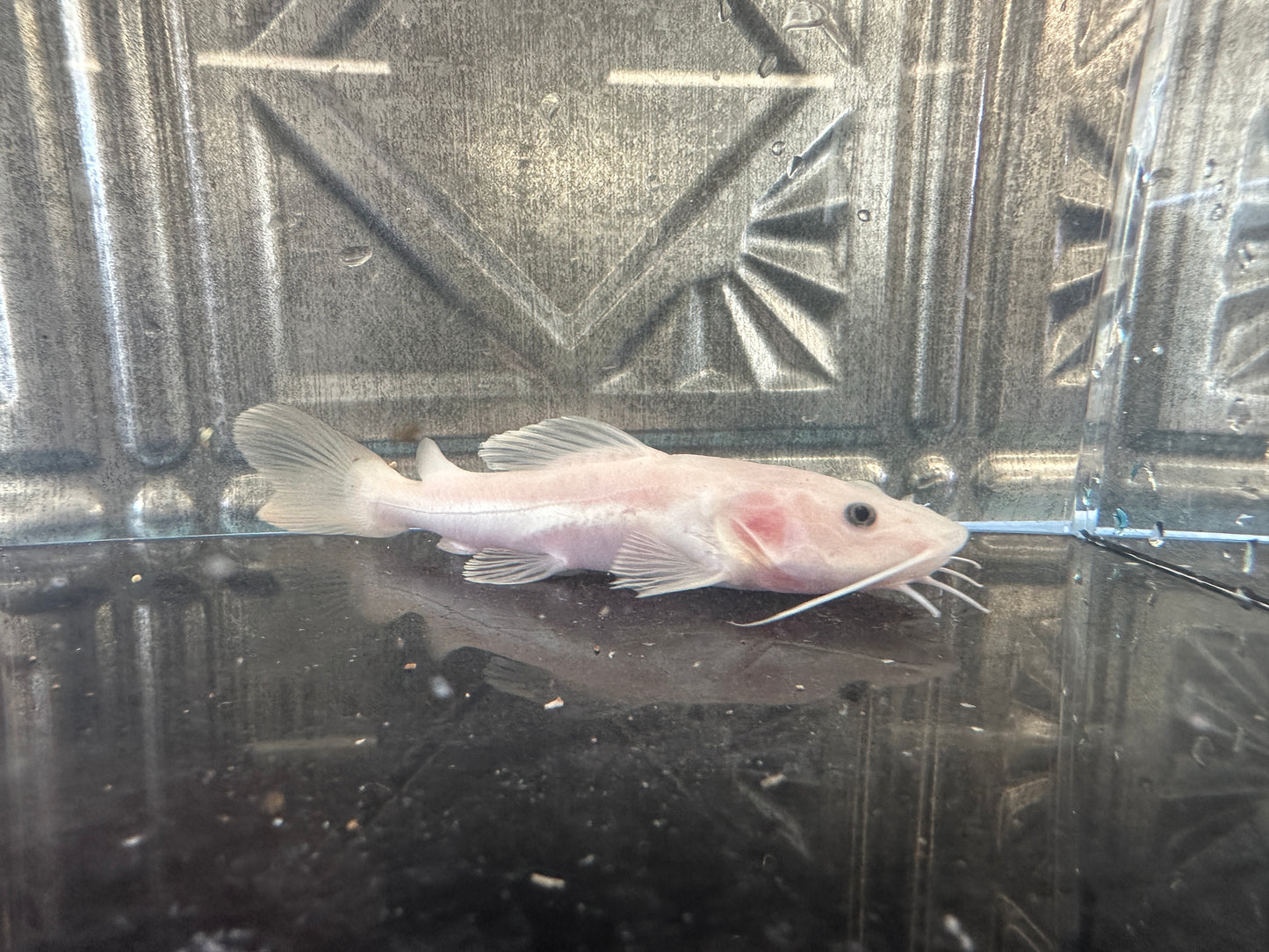 Phantom redtail catfish - rare 6 inch
