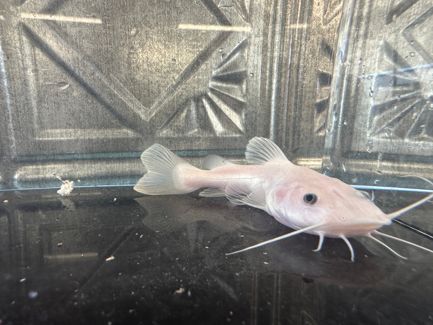 Phantom redtail catfish - rare 6 inch