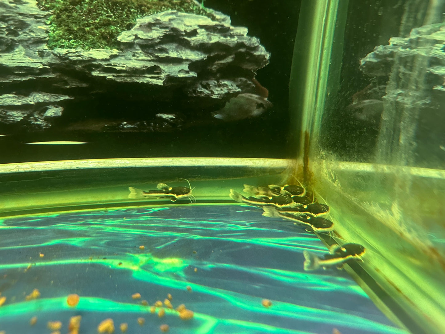 Redtail catfish rtc 1.75-2”