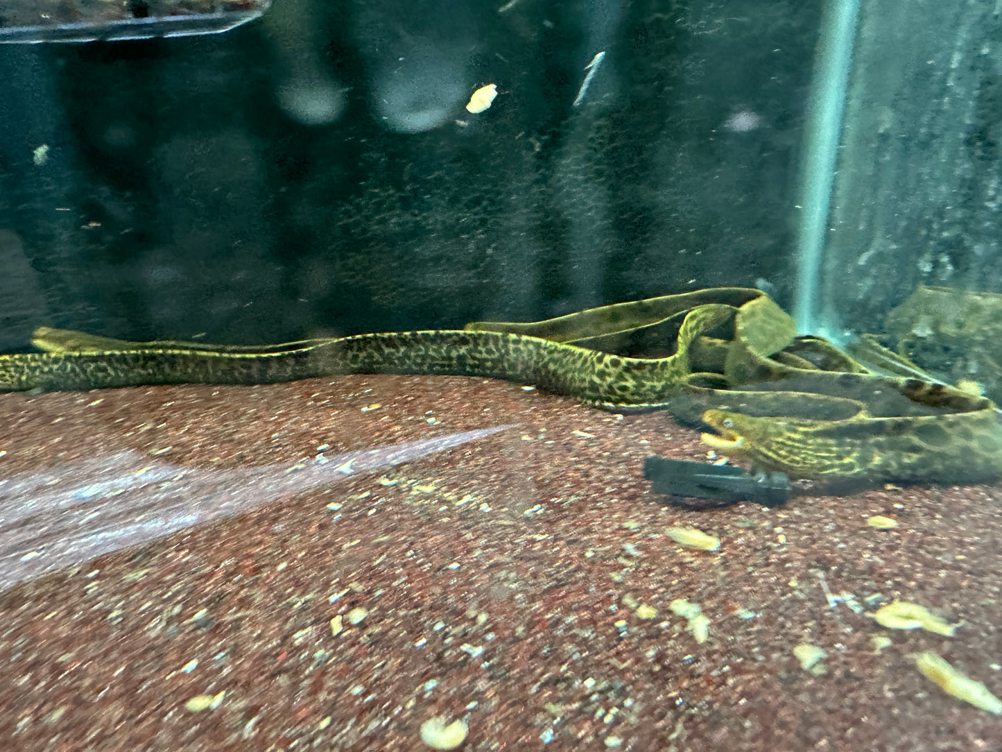 Moray tiger eel 16-18”