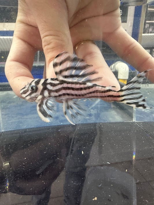 L46-zebra pleco 3.75-4” rare size
