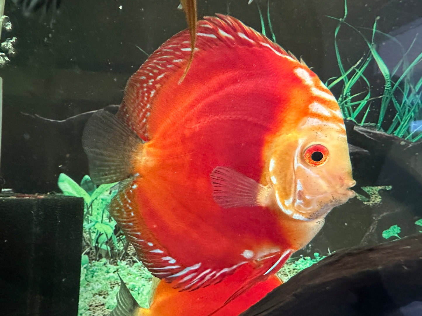 Discus Assorted color 5 inch