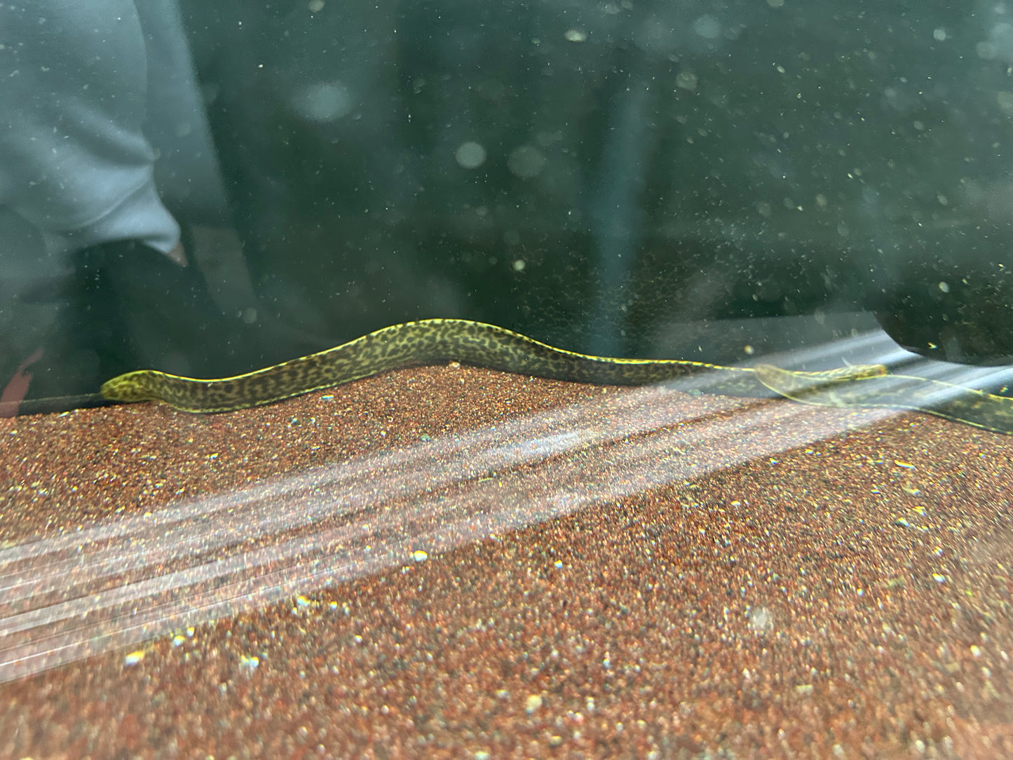 Moray tiger eel 16-18”