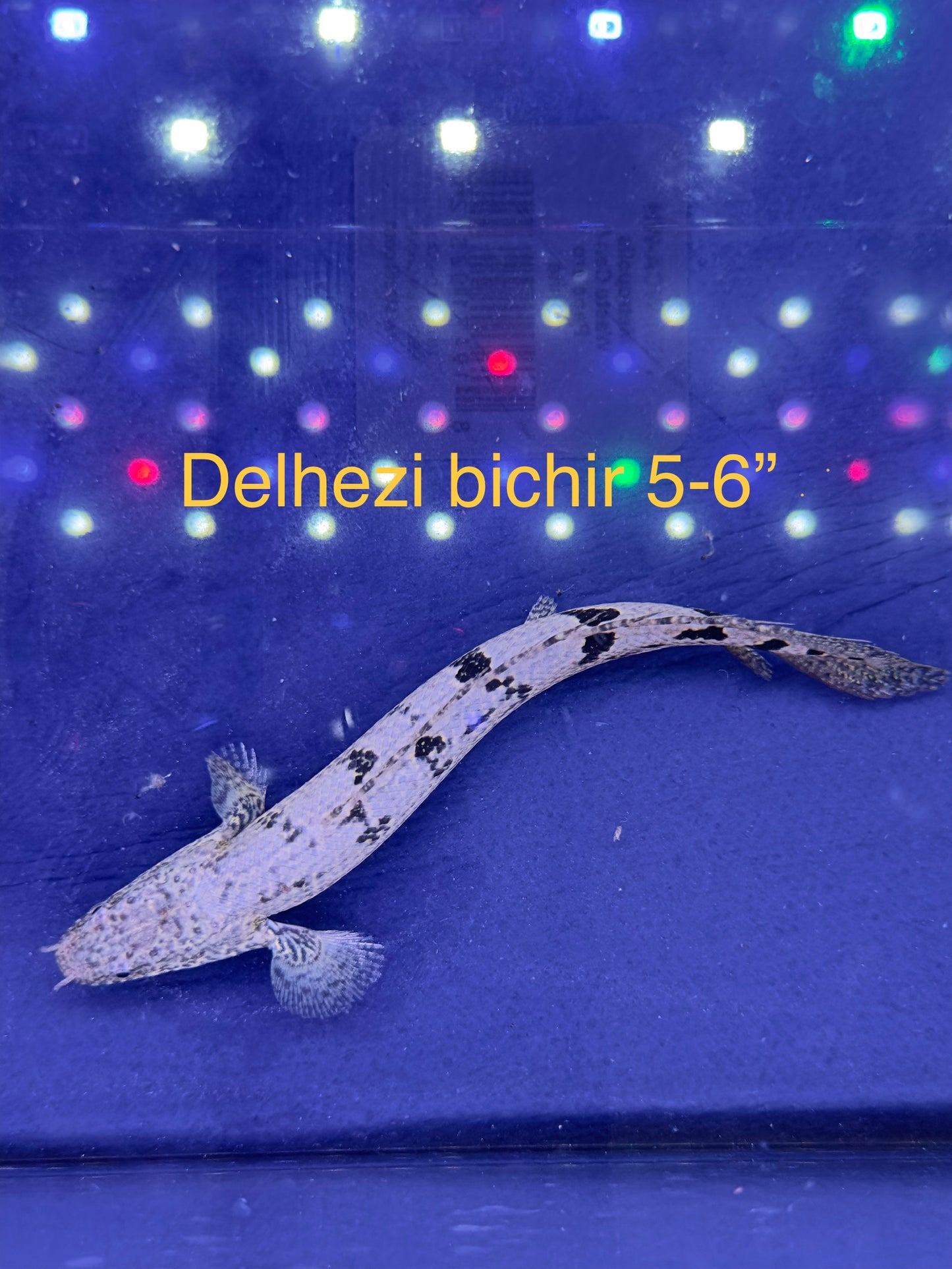 Delhezi5-6”