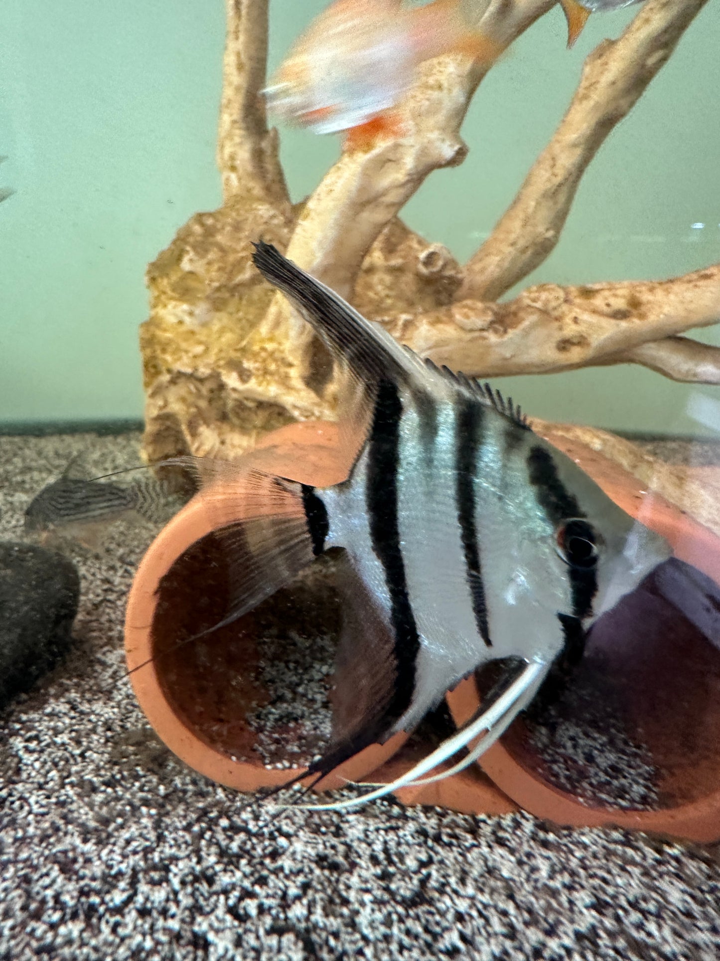 Peruvian Altum Angel fish 2.5-3”
