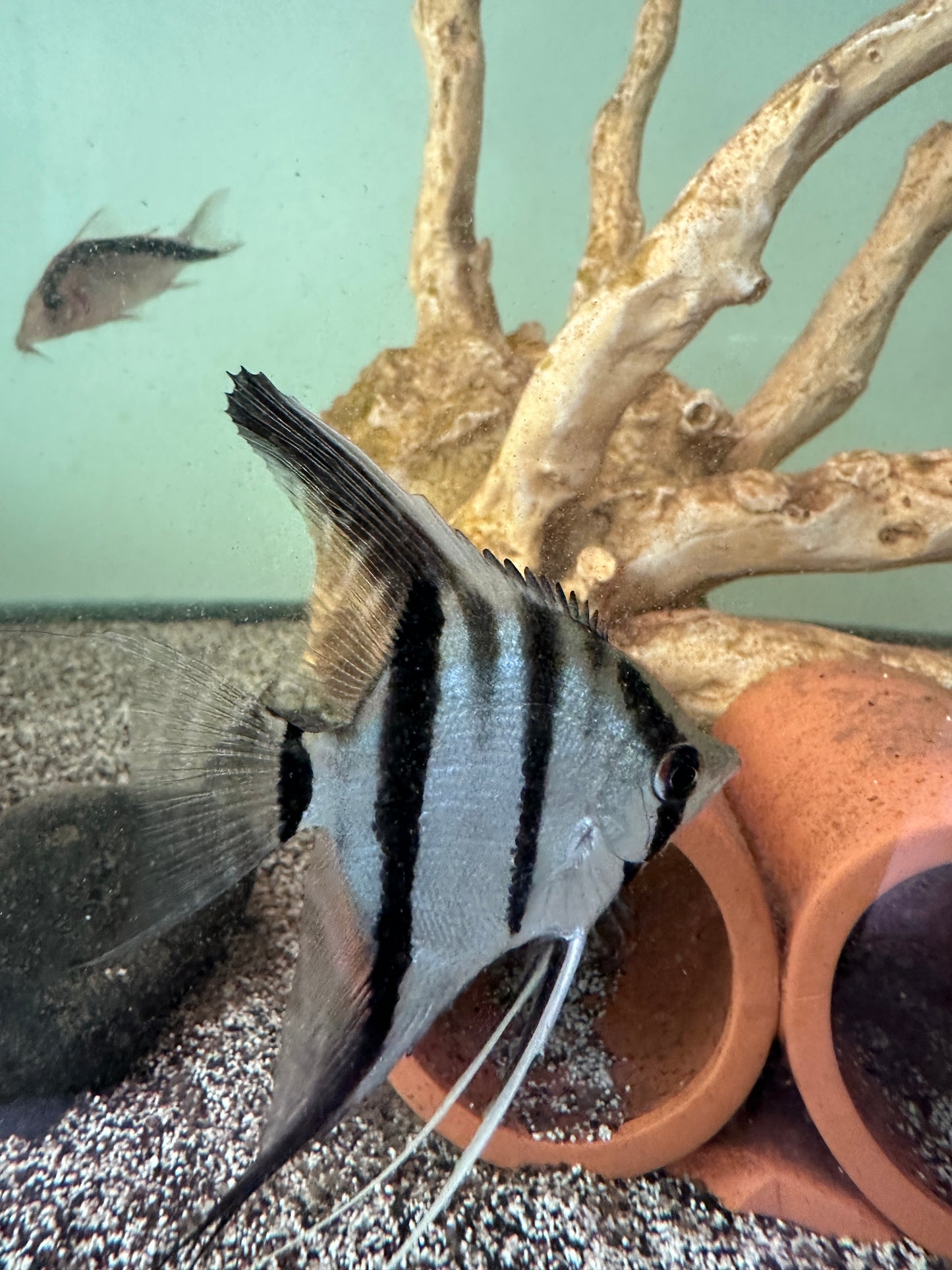 Peruvian Altum Angel fish 2.5-3”