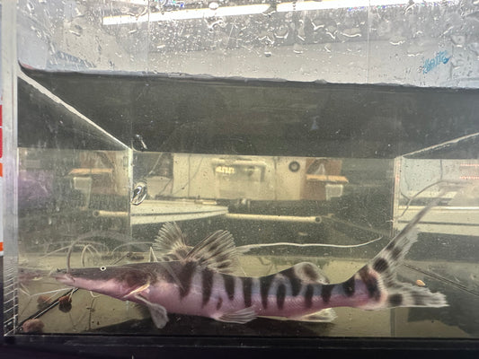 5-6” tigrinus catfish