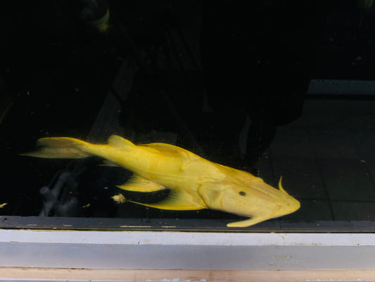 Albino goonch catfish 21 inch