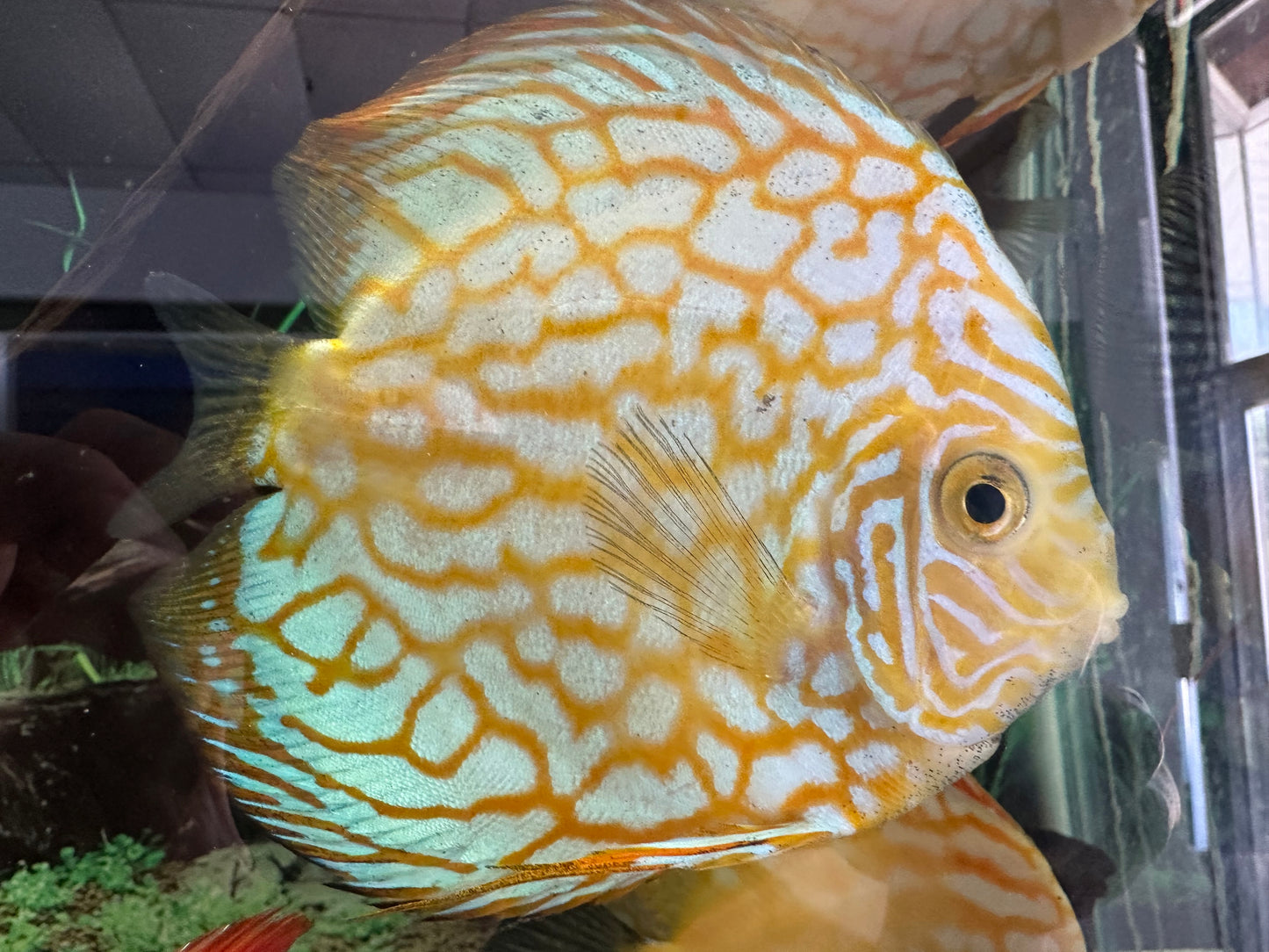 Discus Assorted color 5 inch